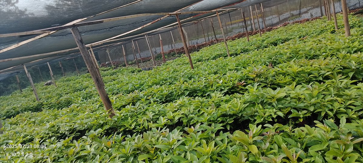 DalilaLtd29918's tweet image. Not all seedlings are grafted at once—why? 🌱
Each seedling must reach at least 30cm, be pen-thick, and healthy before it's ready.
That’s how we ensure quality!
Follow us for more pro nursery tips.
#GrowWithDFC #QualitySeedlings
