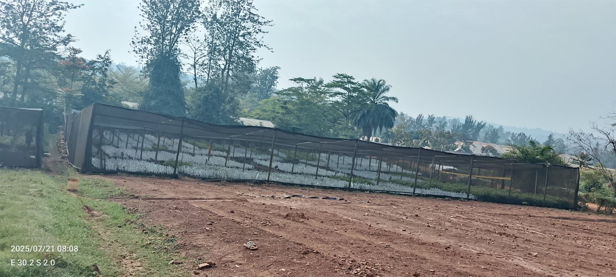 DalilaLtd29918's tweet image. Not all seedlings are grafted at once—why? 🌱
Each seedling must reach at least 30cm, be pen-thick, and healthy before it's ready.
That’s how we ensure quality!
Follow us for more pro nursery tips.
#GrowWithDFC #QualitySeedlings