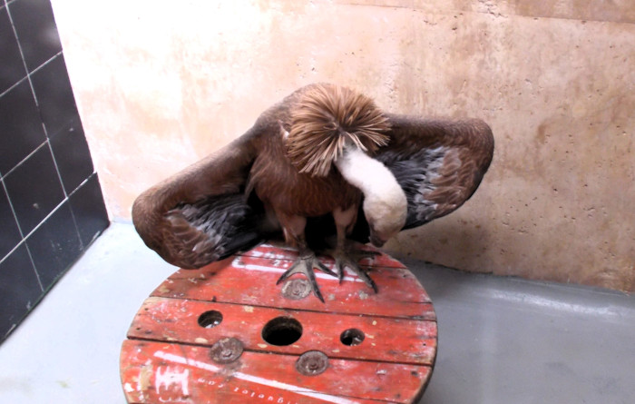 🚨 El Programa Antídoto envió el 8 de julio una carta a Mónica García, ministra de Sanidad, en la que ￼alertaba de las intoxicaciones que están sufriendo los consumidores de carne y embutidos procedentes de animales abatidos con munición de plomo.

➡️ grefa.org/noticias/mas-n…