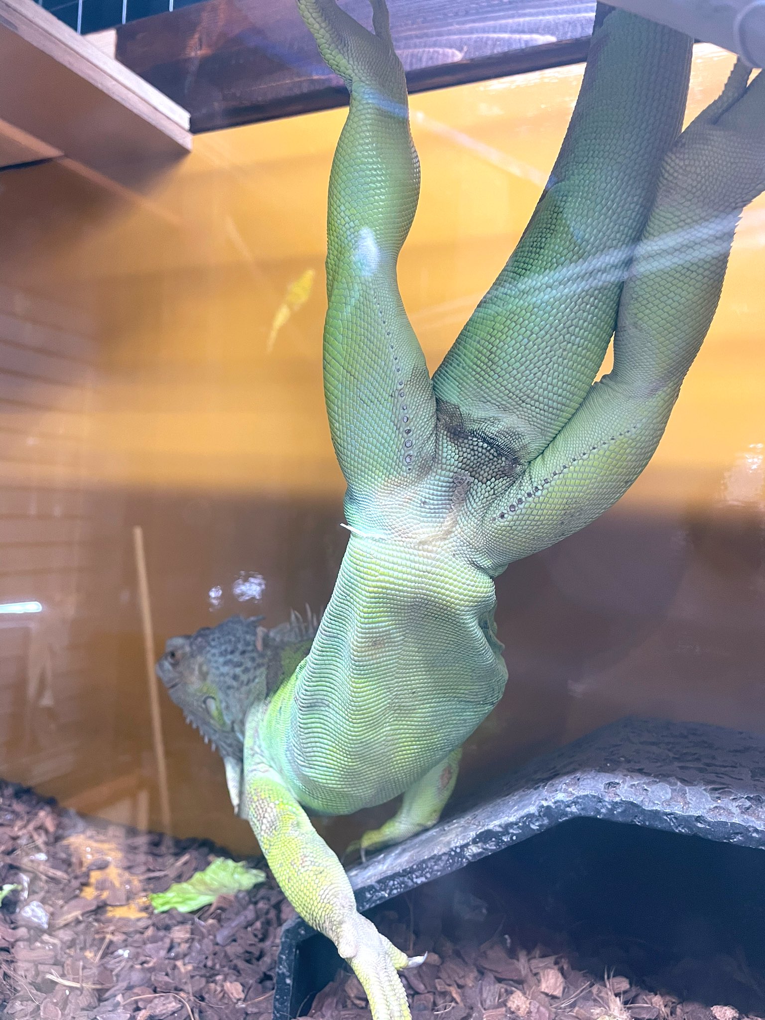 イグアナ - Search / X