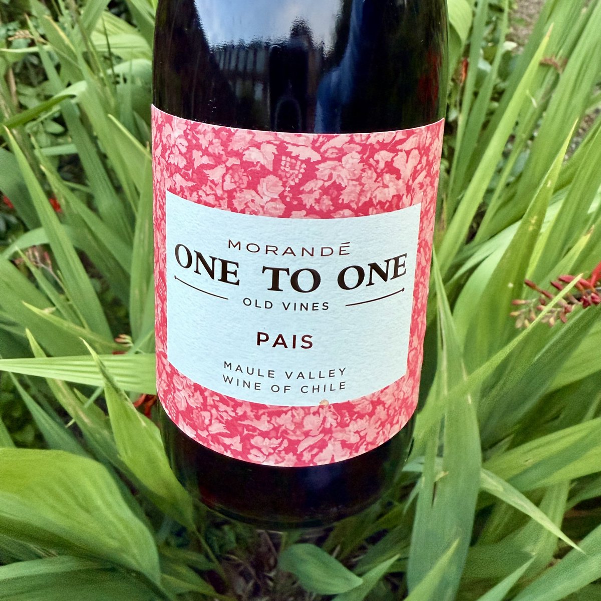 Old vine Chilean País – a great value alternative to Beaujolais-Villages, Pinot Noir and Etna Rosso. New #wineoftheweek joannasimon.com/post/wine-of-t… #Pais #oldvines #drinkChile