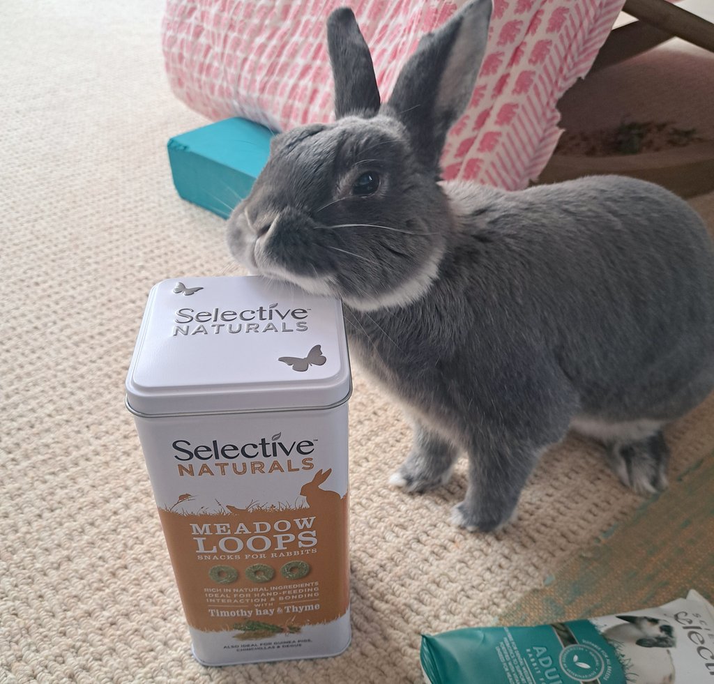 CottontailsBaby's tweet image. Chinning my new tin... I have also learnt that the sound of a tin-shake is as promising as the sound of a packet-rustle!
