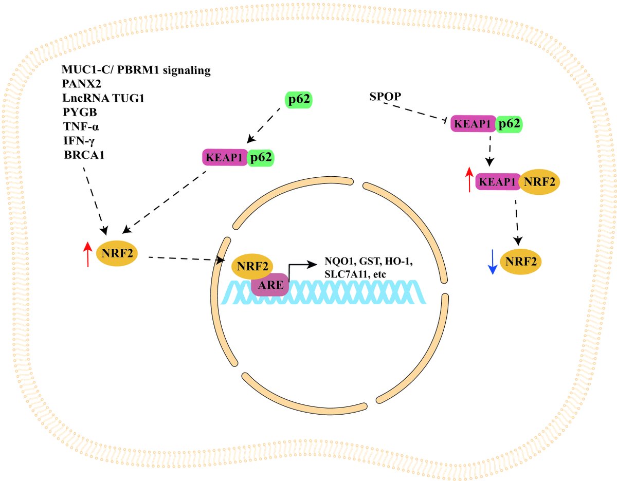 Landmark_IMR's tweet image. 🧠 How does oxidative stress influence prostate cancer therapy?
This review dives into the NRF2/KEAP1 pathway 🔬—a key player in cancer progression—and highlights indirect modulators as promising therapeutic targets.
✒️ Author: Giovanni Tossetta, Sonia Fantone, Daniela…