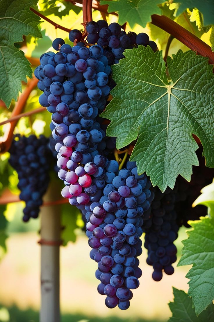 Beautiful grapes 🍇