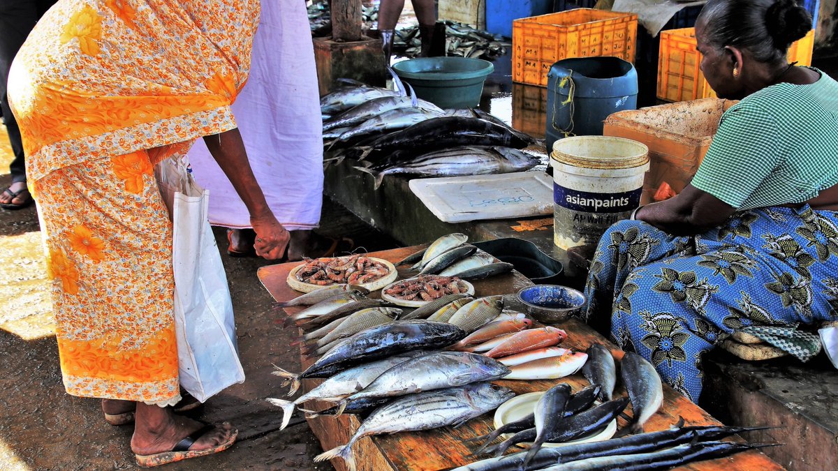 WorldFishCenter's tweet image. 🚨 A new paper offers a groundbreaking framework for understanding how #climatechange intersects with decent work in industrial #fisheries.
And while climate and fisheries models are improving, there’s still a gap in governance. Read more: tinyurl.com/WFNews2507i
#AquaticFoods