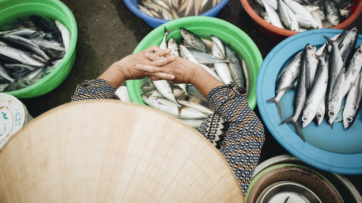 WorldFishCenter's tweet image. 🚨 A new paper offers a groundbreaking framework for understanding how #climatechange intersects with decent work in industrial #fisheries.
And while climate and fisheries models are improving, there’s still a gap in governance. Read more: tinyurl.com/WFNews2507i
#AquaticFoods