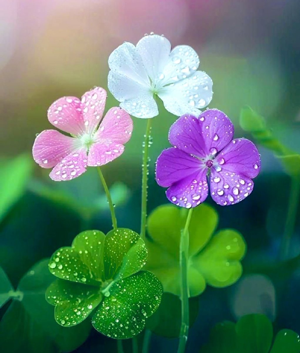 #Günaydınlar
🌿🌼

Âllâh'ım 
Sâbahın bereketinden
Huzurundan ve Râhmetinden,
Nasip eyle..
Dârlıktan Ferâhlığı..
Hayatımızı imtihanlar'dan
Hîkmete dönüştür...  
  Âmîn 🤲🍀

#Eskişehir 
#PolisHaberBekliyor 
#ormanyangını
AKUT Suça Çelik