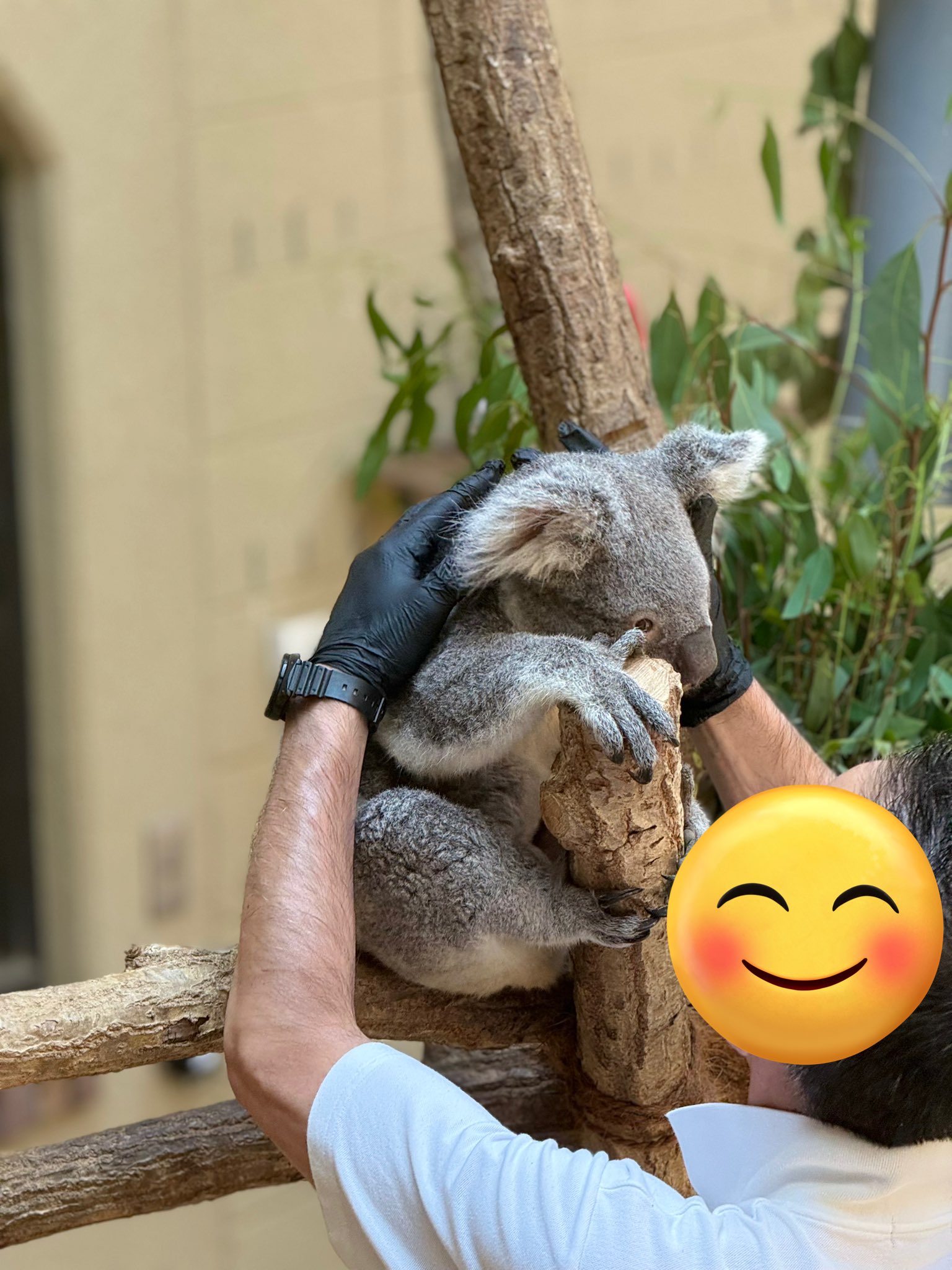 コアラ エコキンズ コアラ 8