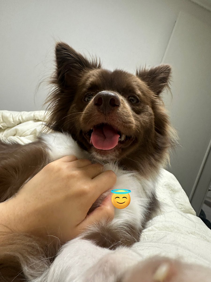 bamtingoo's tweet image. 해해해 웃기만 하는 거 같지만 사실 엄마 핸드퐁하는 거 막으려고 애교 부리는 거럽니다