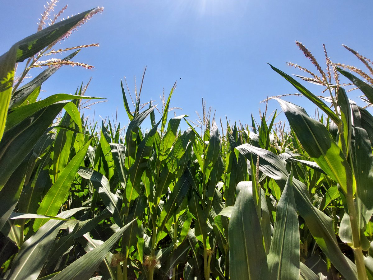Necesidades hídricas 💦cultivos provincia Albacete. Consumo del 1⃣7⃣ al 2⃣3⃣ de julio. Previsión del 2⃣4⃣ al 3⃣0⃣ de julio. El olivo en fase de inicio de endurecimiento del hueso, girasol multiplicación en floración y maíz ciclo corto en floración. 
itap.es/inicio/riegos/