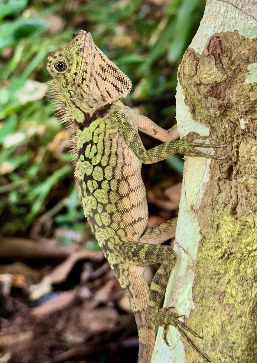 EntAntony's tweet image. I spotted a very pretty Borneo Anglehead lizard (Gonocephalus bornensis) sitting on a tree trunk near Poring, Kinabalu Park (Sabah, Malaysia).