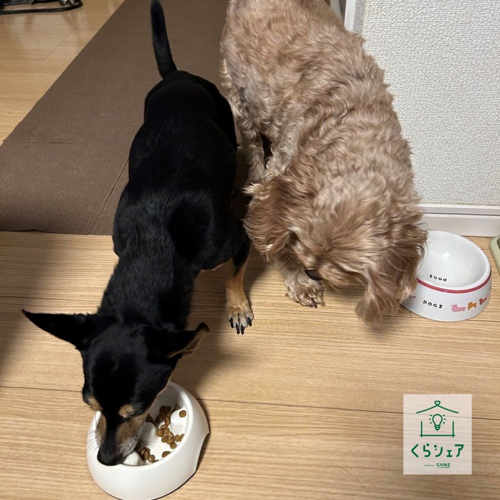 🐾「食いつきがいい！」と注目の「スマイリア ぜいたく素材ごはん」🐶🍚

第一主原料に牛生肉・鶏生肉・生サーモンを使用し
素材にこだわったナチュラルレシピで
いつものごはんが特別に🎵

カインズメンバーの愛犬の食いつきぶりをご紹介👇
tinyurl.com/3vnn6mup