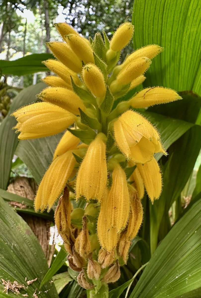 EntAntony's tweet image. The 'primitive' orchid Neuwiedia zollingeri grows terrestrially on serpentinite derived soils in Sabah, Malaysia.