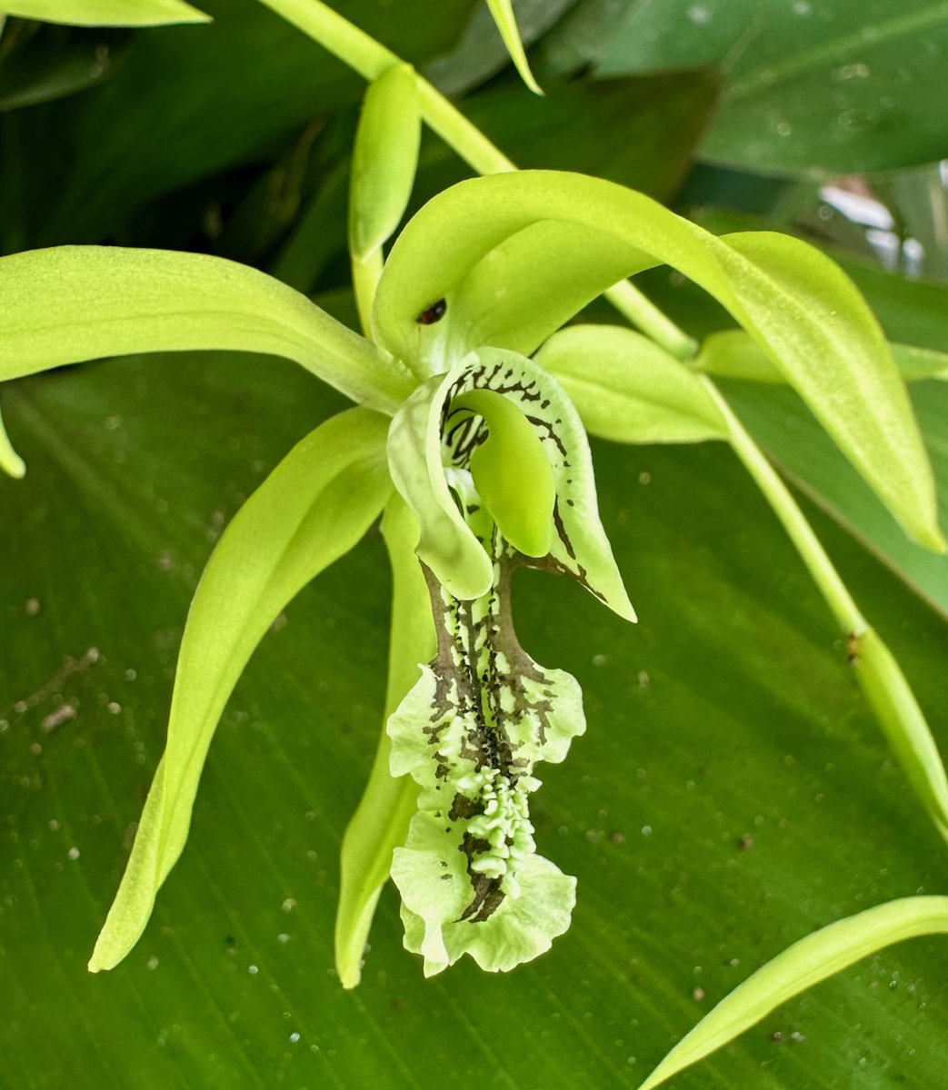 EntAntony's tweet image. Another stunning orchid Coelogyne pandurata from Sabah, Malaysia.