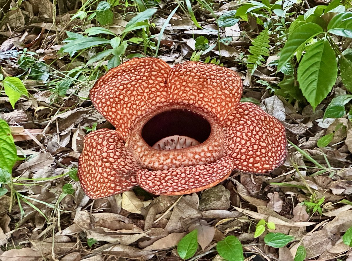EntAntony's tweet image. We had the chance to see a Rafflesia keithii near Poring (Sabah, Malaysia). It parasitises on the vine Tetrastigma leucostaphylum and can reach up to 80–95 cm in diameter.