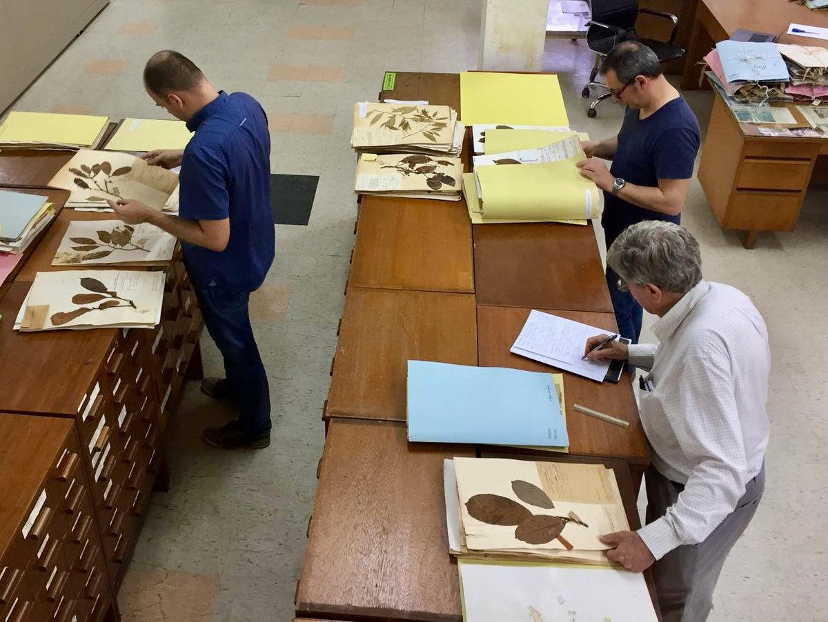 EntAntony's tweet image. Happy memories: a few years back, looking at specimens in the herbarium of the Forest Research Centre at Sepilok with Prof Guillaume Echevarria and the renowned botanist Datuk Anthony Lamb.