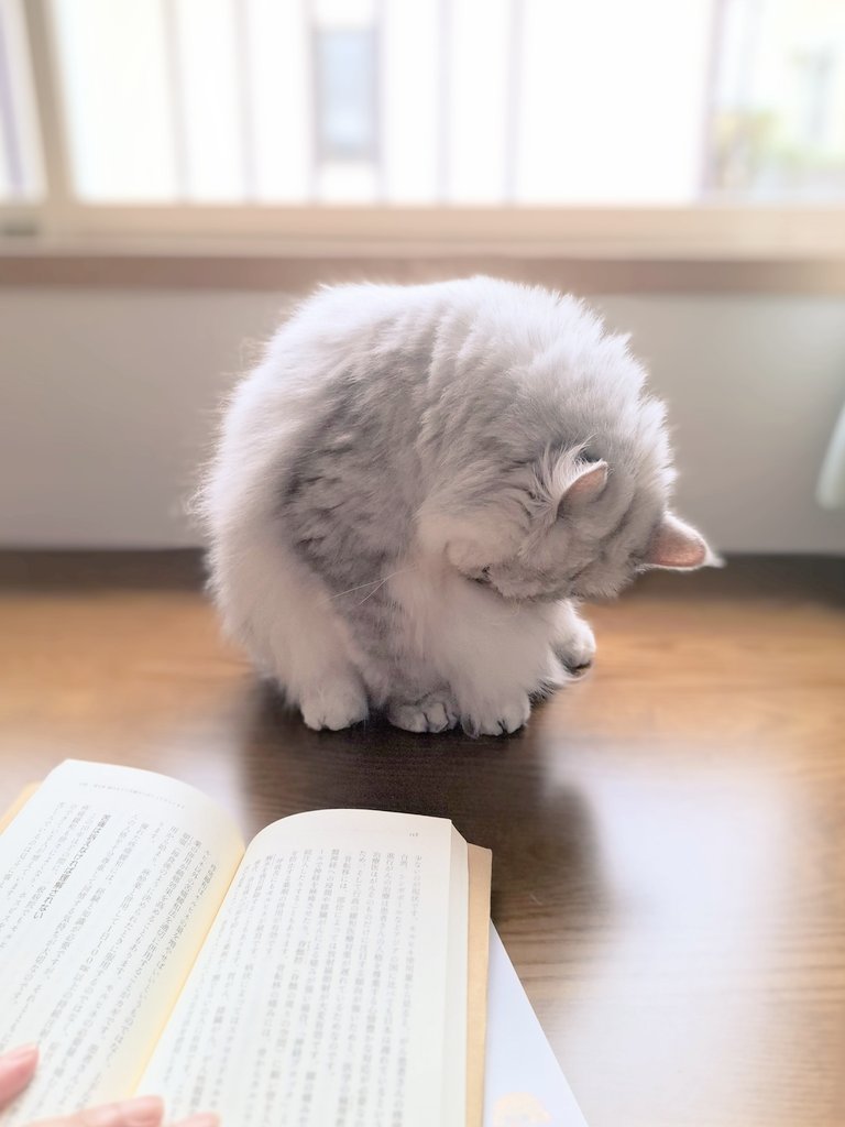 FrancesKingdom's tweet image. リンちゃん
少し前までキャリーバッグに
ホイホイ入ってくれたのに
昨日はかなり抵抗
ドライブ🚙余裕で楽しんでたのに
小さく丸まって
診察室では借りてきた猫状態
知恵がついたってことかな…
今日はどこにも行かないよ
ゆっくり過ごそうね🍀
#ミヌエット