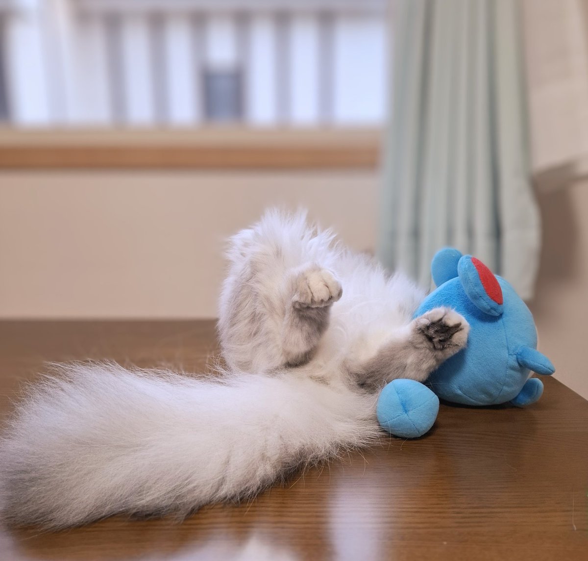 FrancesKingdom's tweet image. リンちゃん
少し前までキャリーバッグに
ホイホイ入ってくれたのに
昨日はかなり抵抗
ドライブ🚙余裕で楽しんでたのに
小さく丸まって
診察室では借りてきた猫状態
知恵がついたってことかな…
今日はどこにも行かないよ
ゆっくり過ごそうね🍀
#ミヌエット