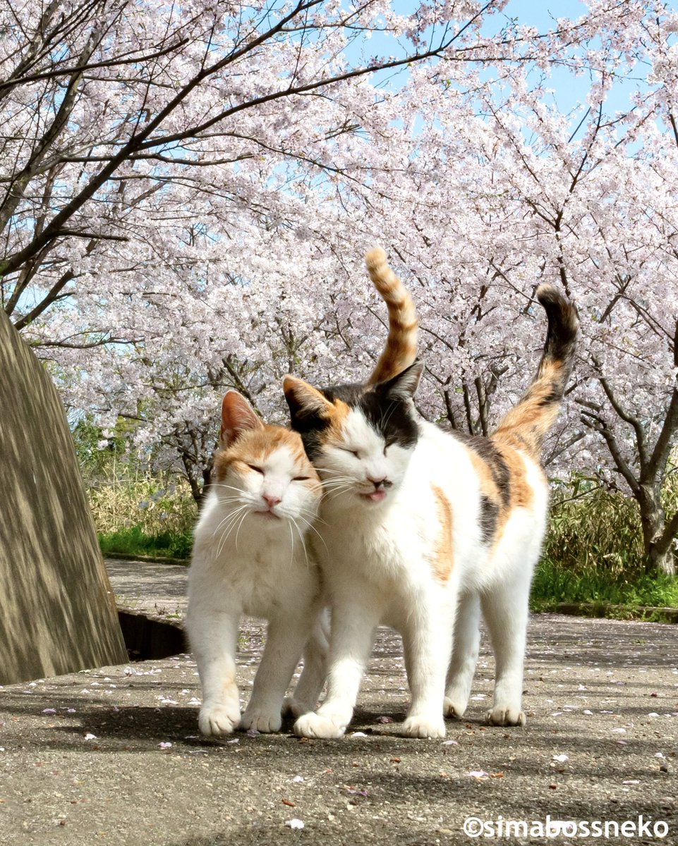 simabossneko's tweet image. 銀座 富士フォトギャラリー「ねこ写真展2025」
〜今を生きる猫たちのキオク・キロク〜
本日14時をもちまして、無事に会期を終えることができました。
会期中は連日たくさんの方々にお越しいただき、心より感謝申し上げます。…