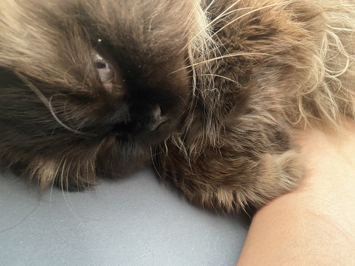 TheCrustyCash's tweet image. yea so, ime love snugol wif momey So waht