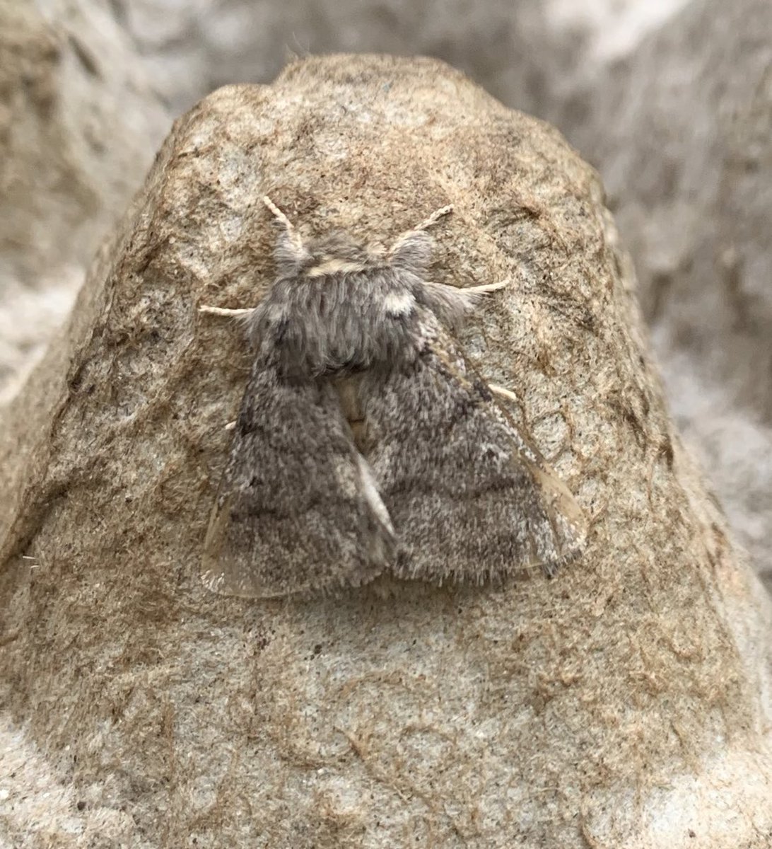 Decent night here in Medway, Kent. P. vitrealis and P. xylostella plus Oak Processionary (NFG) and a couple each of Gypsy Moth and Box-tree Moth.

<a href="/MigrantMothUK/">Migrant Lepidoptera</a> <a href="/mothsinkent/">KentMoths</a>