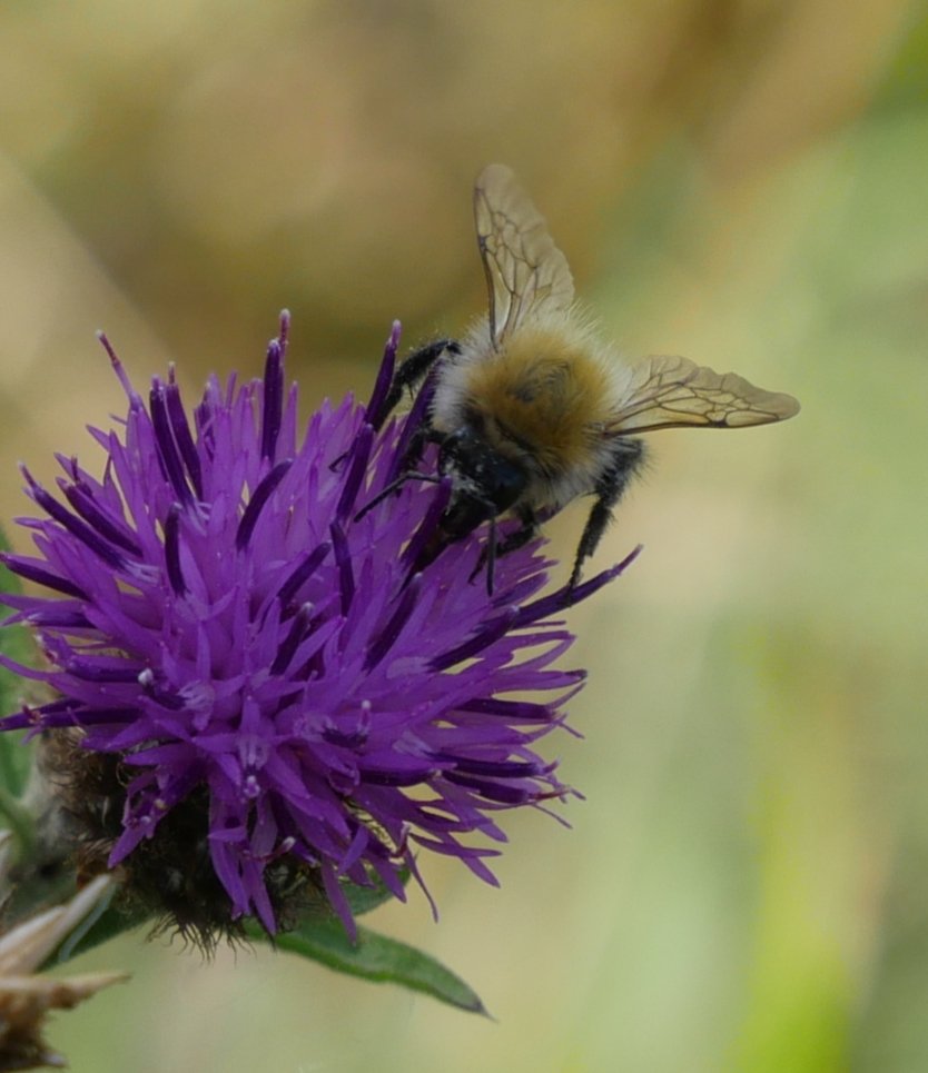 Tree_Folklore's tweet image. Bees do so much for us and they are very much loved by the fairy folk 🐝✨

In Ireland, the Goddess who cares for these wonderful creatures is named &quot;Gobnait&quot; and just like Brigid she was made a Saint by the Church during the Christian conquest of Ireland ☘️🧚🏻‍♂️ 

Whilst Gobnait…