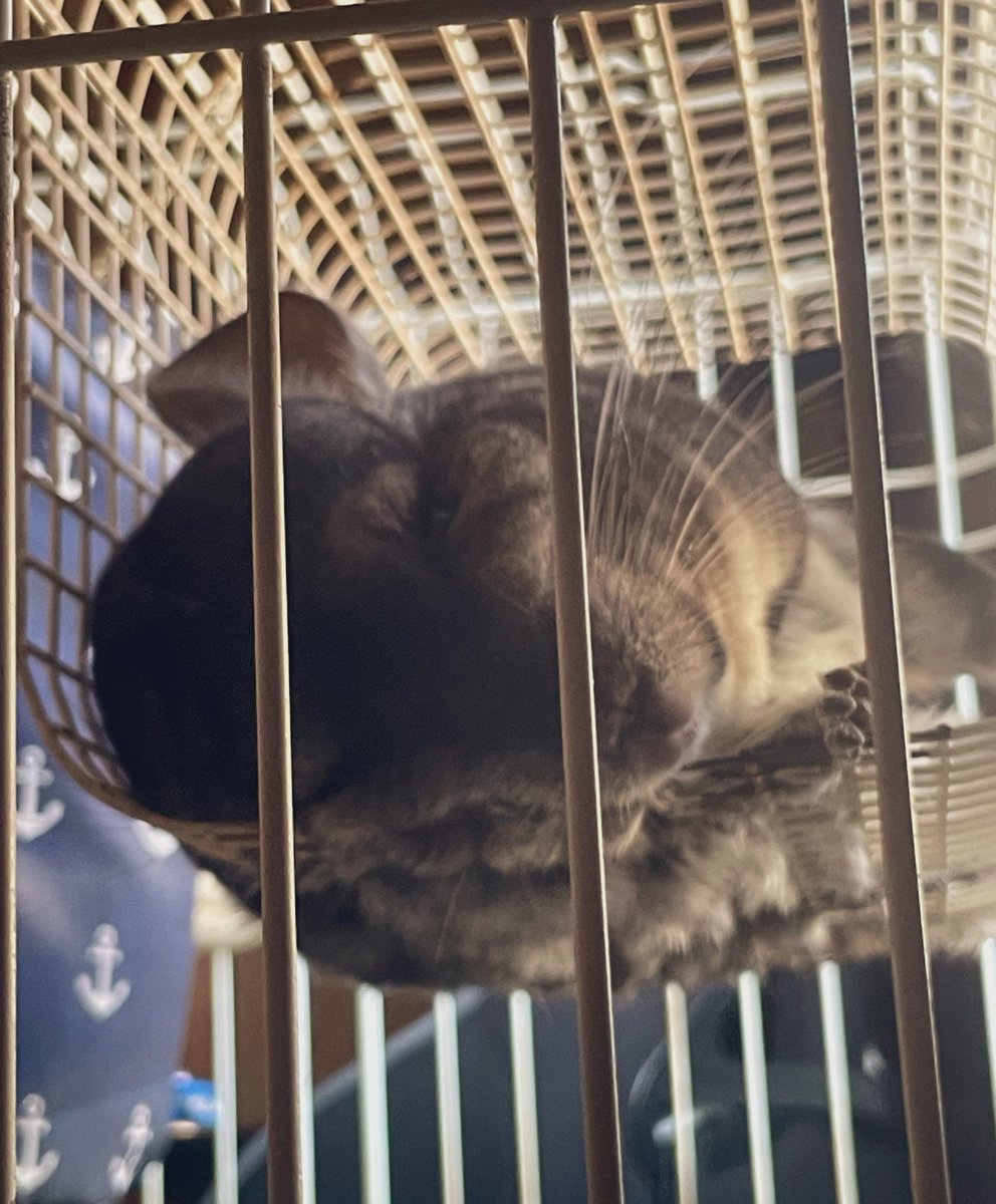 1枚目のこの状態の正面を見たいけどビビリだからうちが起きると起きるから携帯だけ伸ばして隠し撮りしようとしたけど目がうすらと開いてた、可愛い 