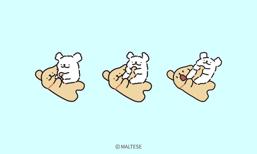 maltese_jp's tweet image. マッサージしてあげる！