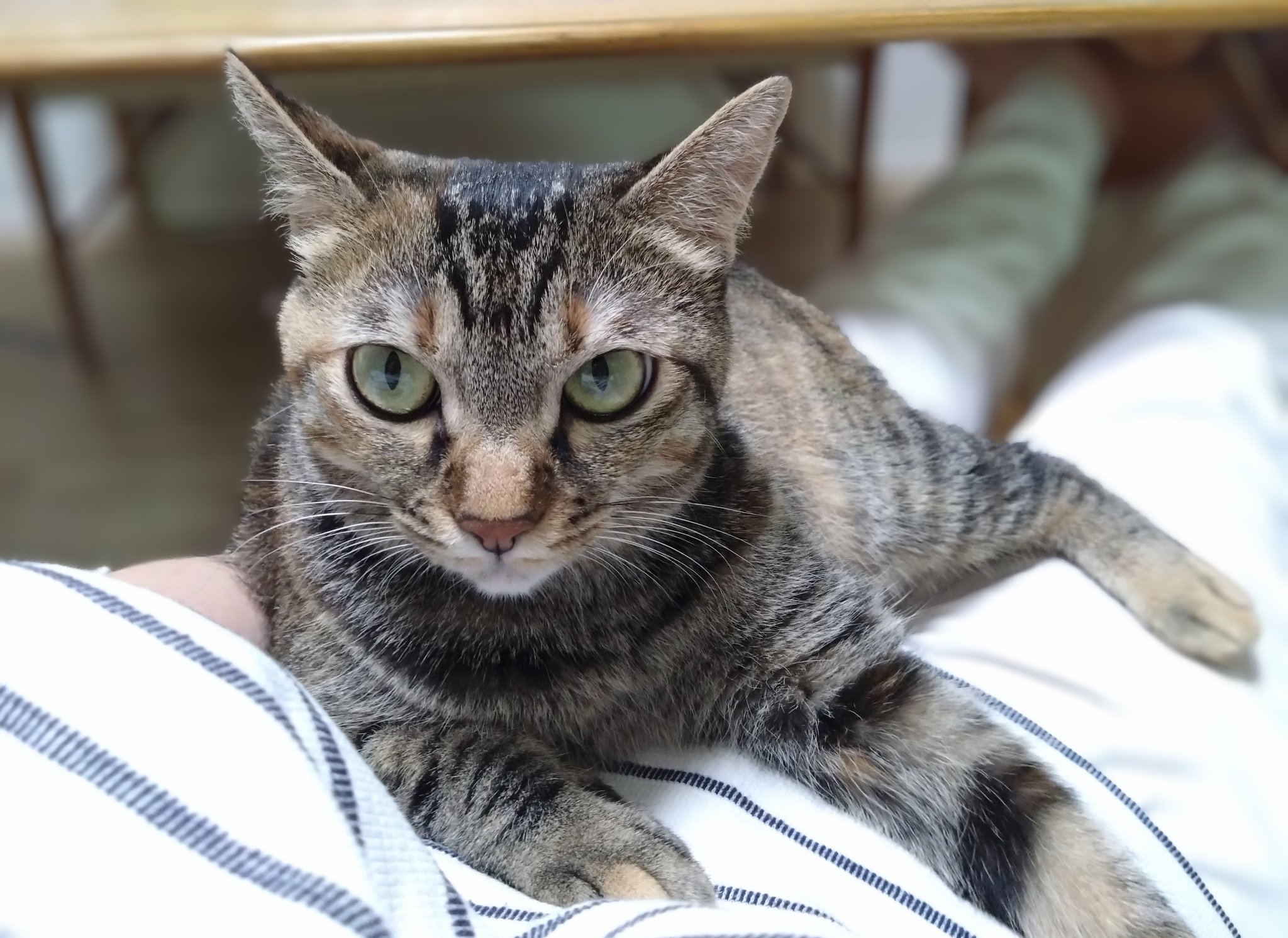 猫、飼い始めました on X: 