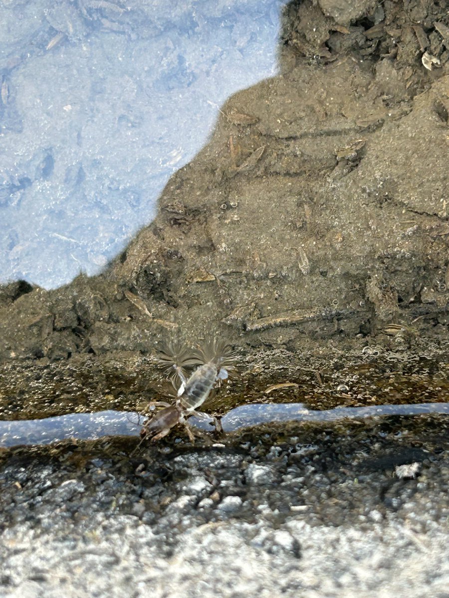 オケラを助ける