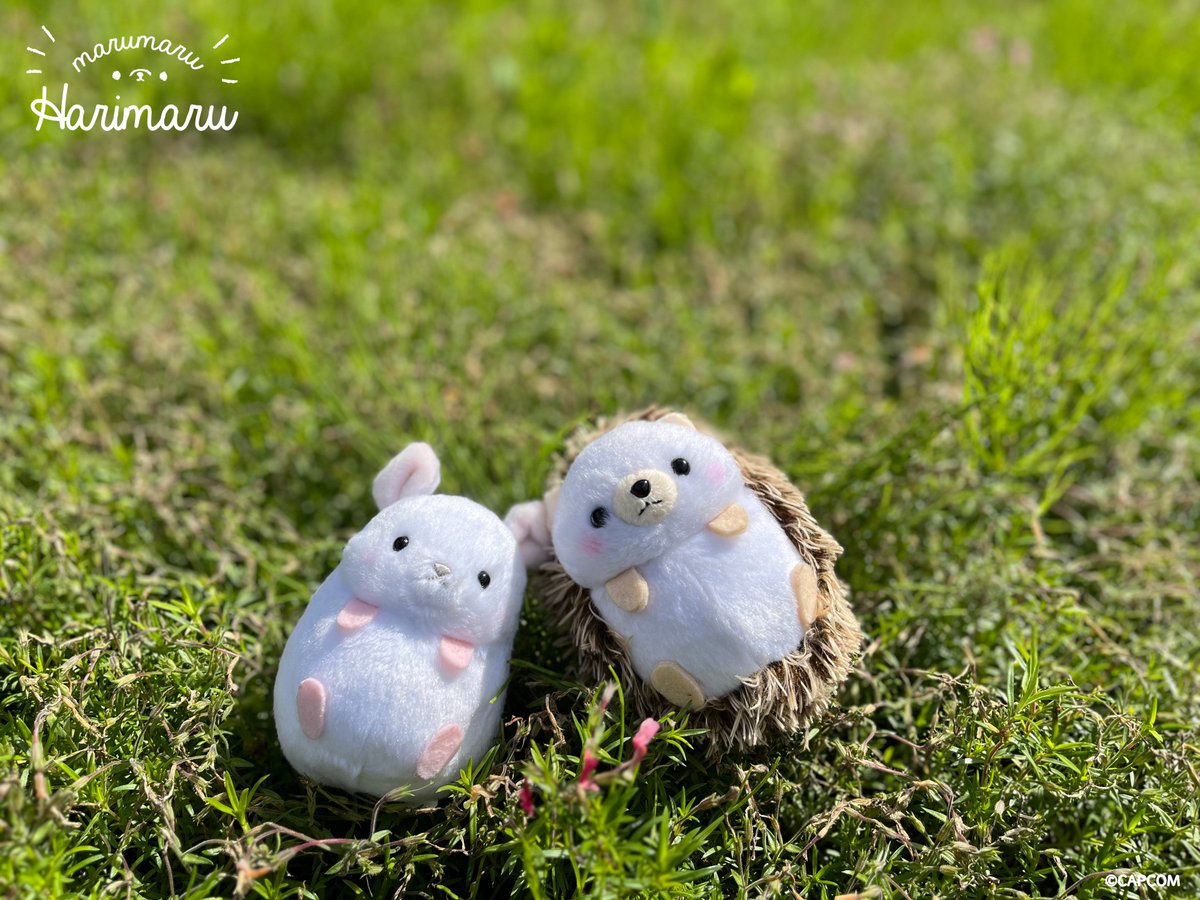 ooHARIMARU's tweet image. まったり こうごうせい ですっ☀

#はりまる🦔 #ちらてぃん🍀
#さんそはだせないです