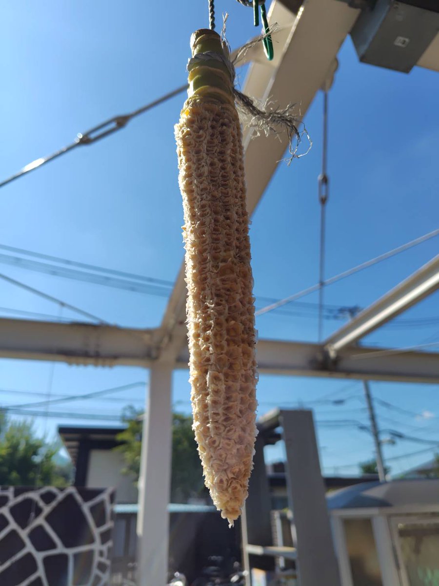 hamurazoo_'s tweet image. #コールダック がきれ~~に食べたとうもろこし🌽なぜ芯を吊るしているのかというと…🤔
#羽村市動物公園 #ヒノトントンZOO #とうもろこし #答えは夕方に