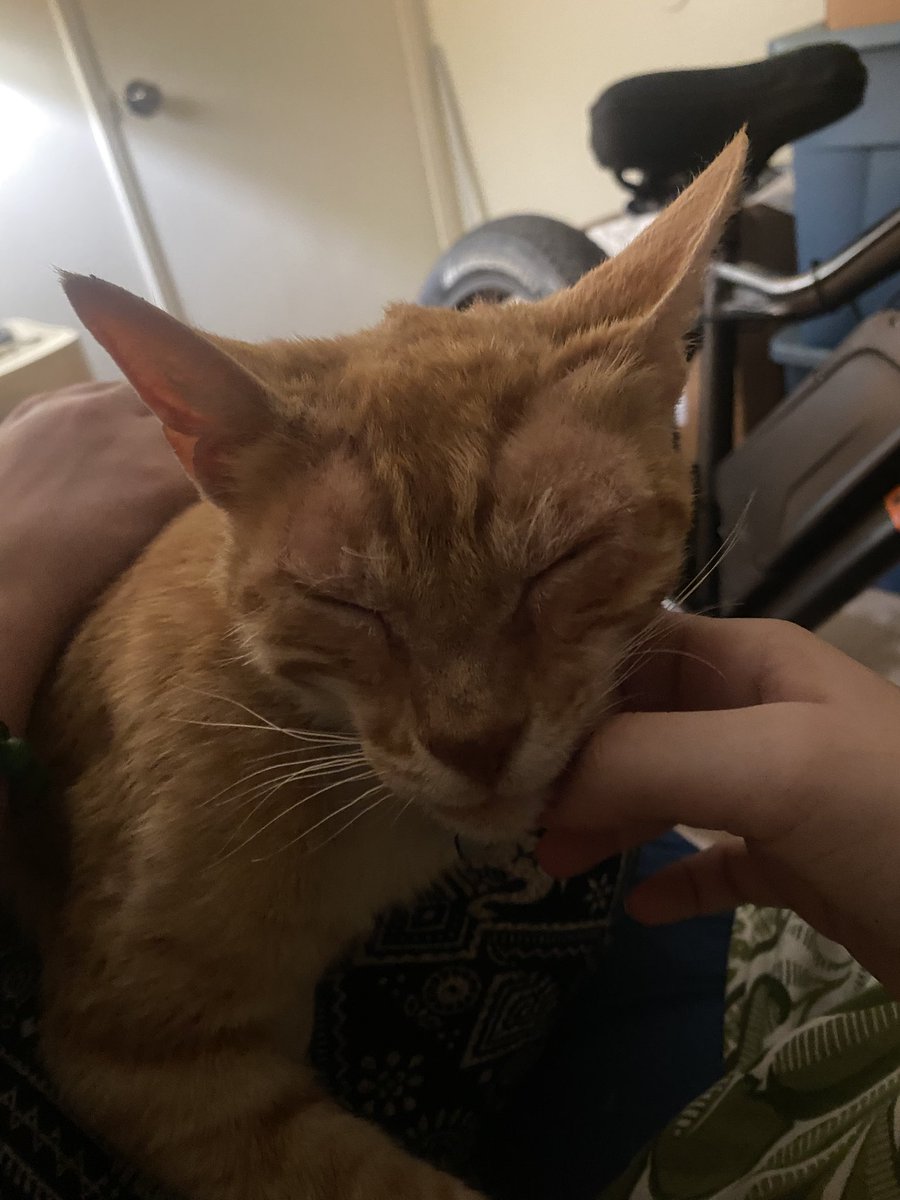 codeinesneeze's tweet image. more mercury photos + a video (sneeze attack be upon him), we'll be seeing him again tomorrow then taking him with us friday night so that he'll be all set when we head back home on saturday morning!