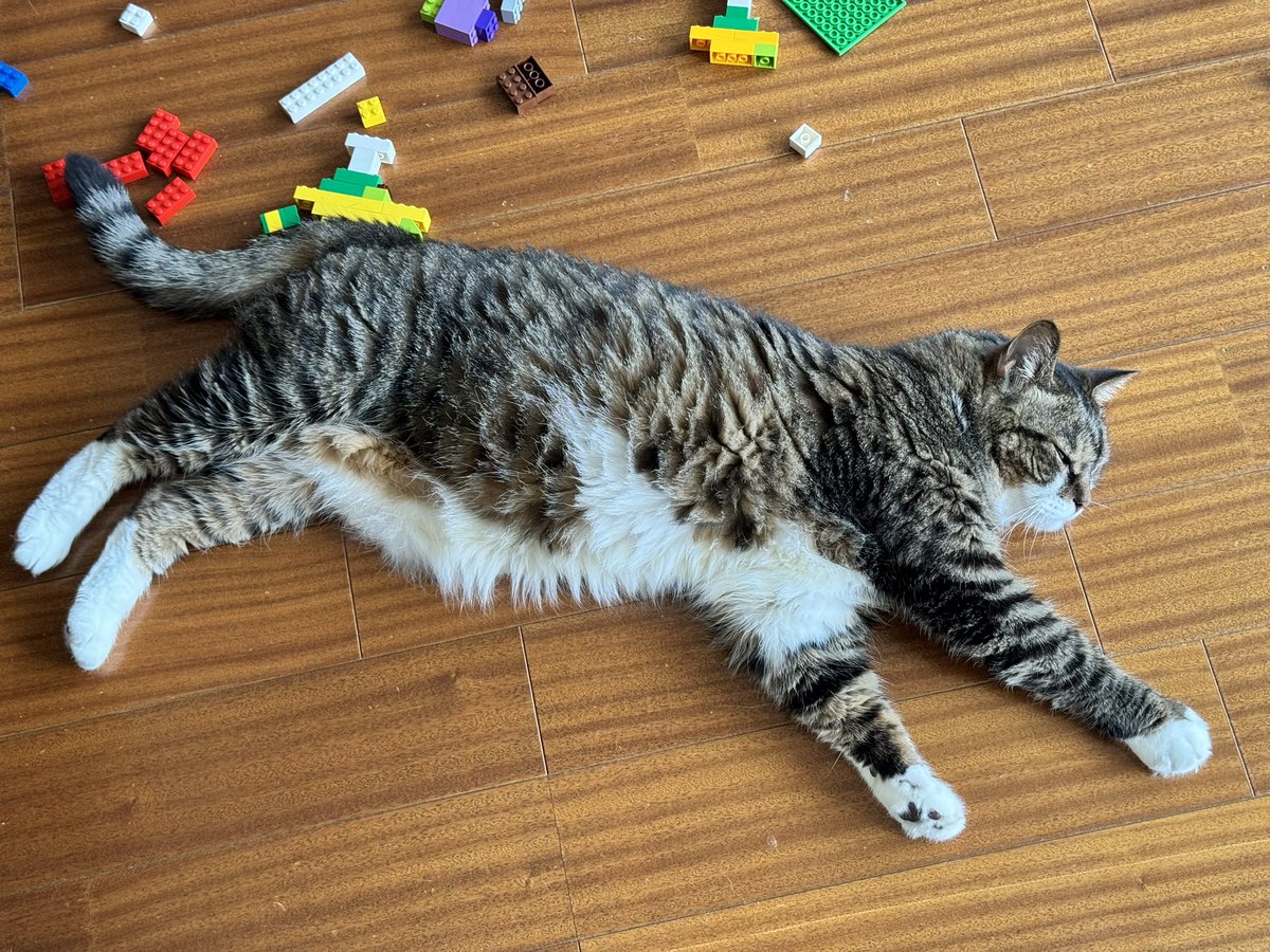poncho_neko's tweet image. うっ…
ダメだ…熱中症かもしれない…
早く、ちゅーるをくださいにゃお！