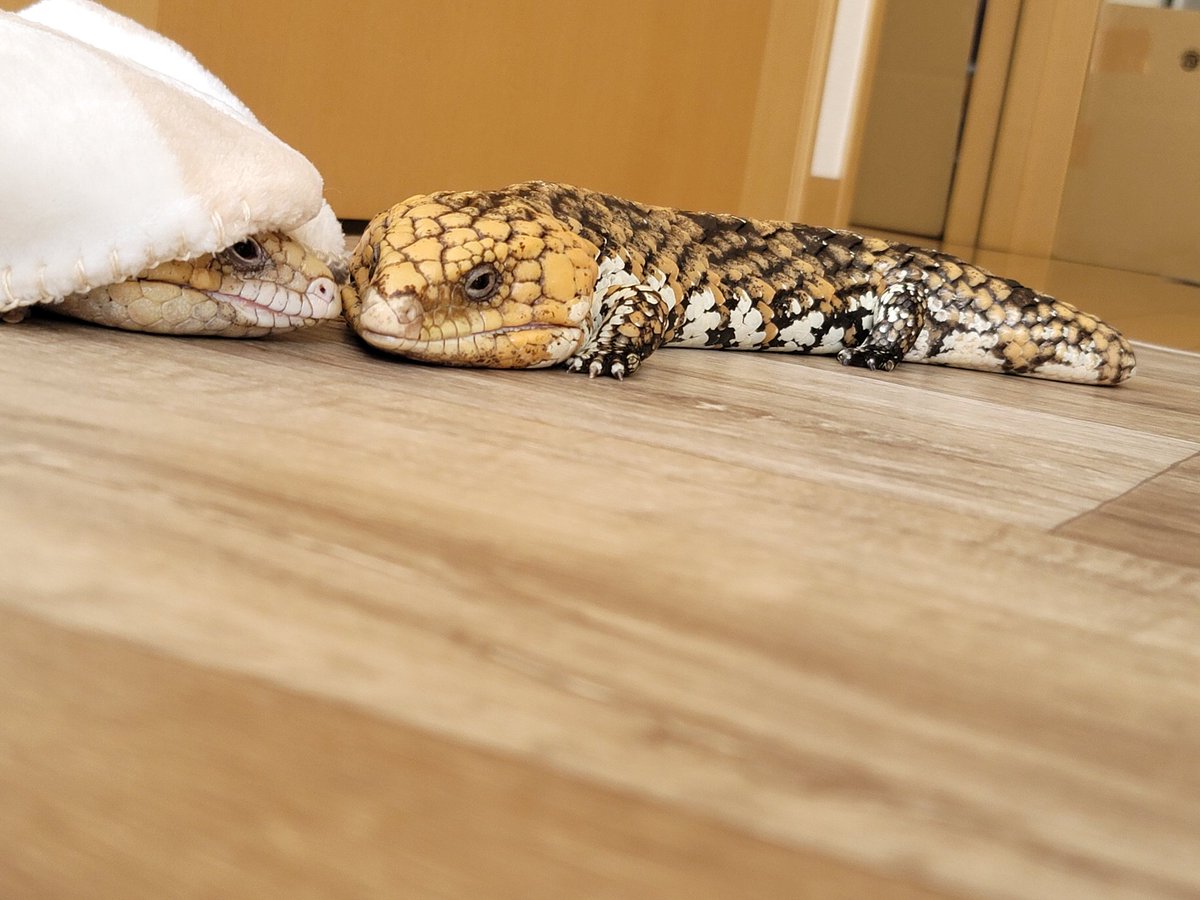 masuderaAyako's tweet image. 福丸さんが起こして(怒らせて)くれたおかげでヒロノさま元気に部屋んぽして、でっかいウン○してくれました😂💖
良かった良かった🌸
4枚目は威嚇じゃなくアクビ(笑)😂