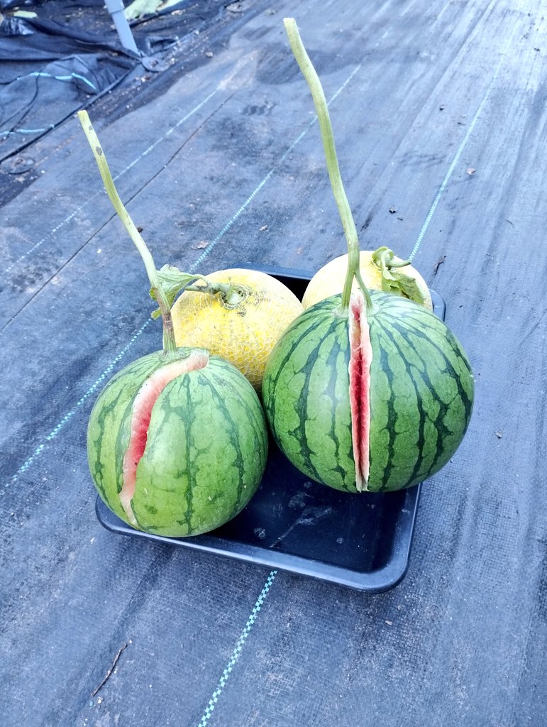 mottu_a_rella's tweet image. ボンバーマン！！🎮️🍉🍈
😵💥💣️💨　🤲😠
バーイハドソン🐝🎵