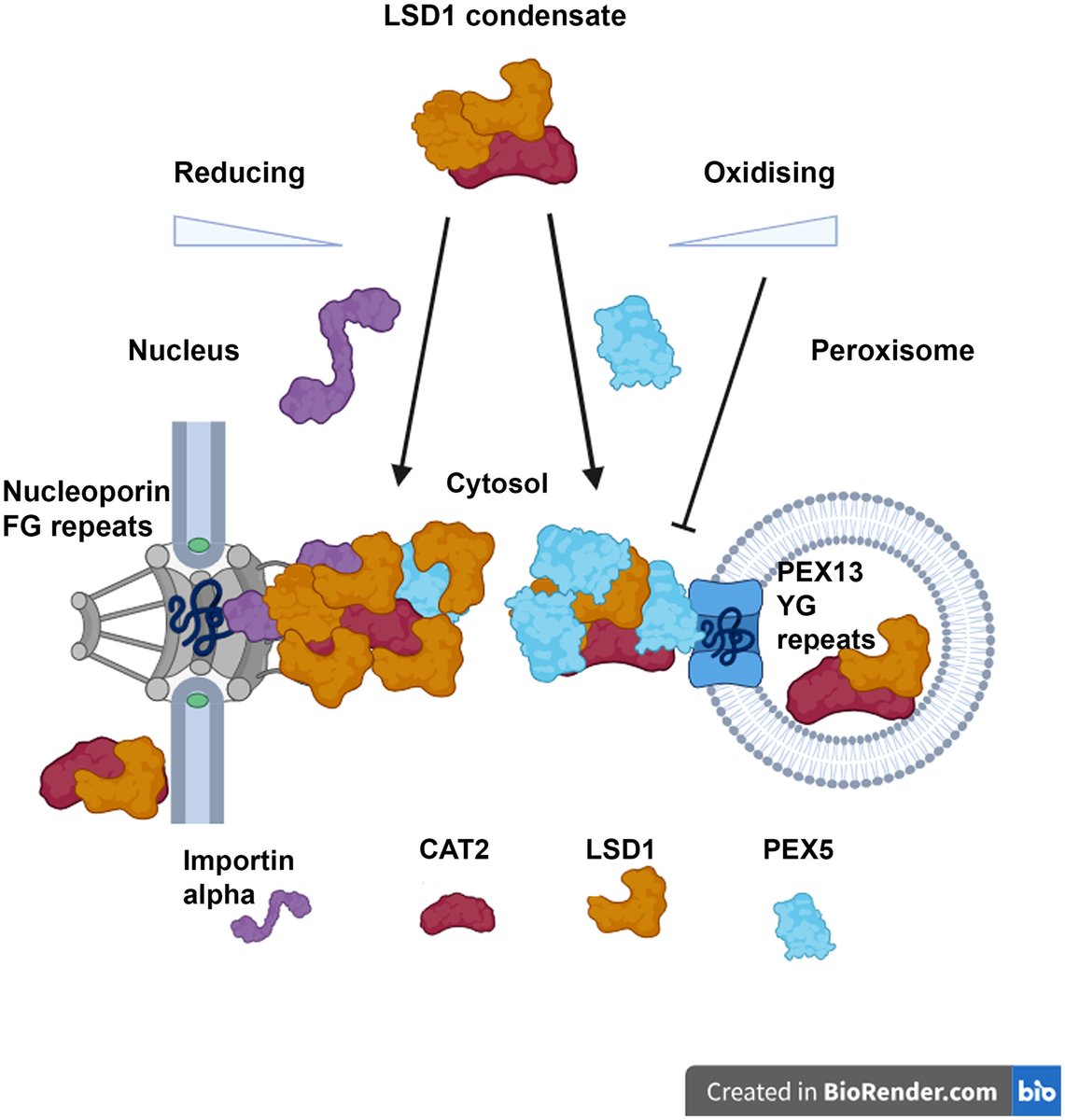 NewPhyt's tweet image. Redox regulation of LSD1/CATALASE 2 phase separation condensates controls location and functions
Lin et al.
📖 nph.onlinelibrary.wiley.com/doi/10.1111/np…