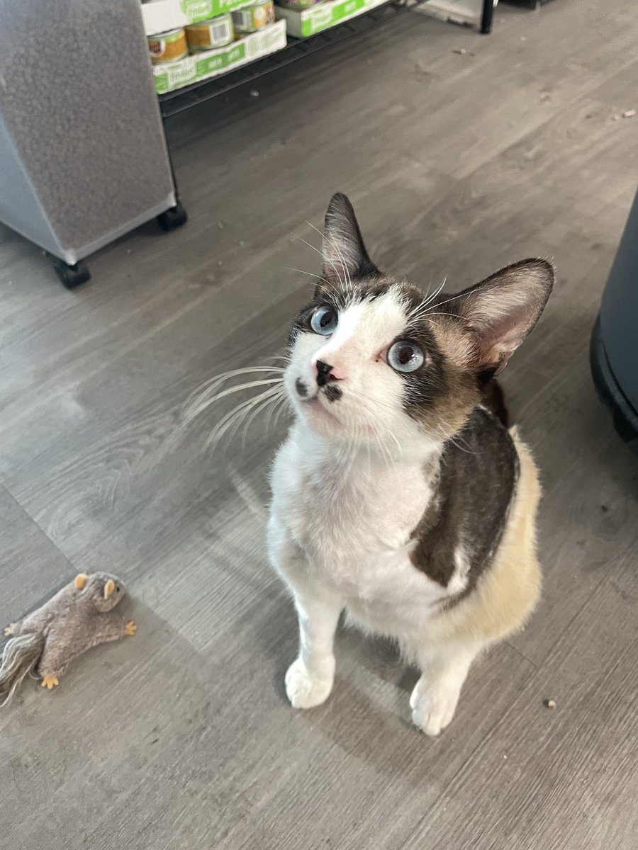 feederofcats's tweet image. Scribbles caught this flying squirrel all by himself. everyone better say good job scribs right freaking now