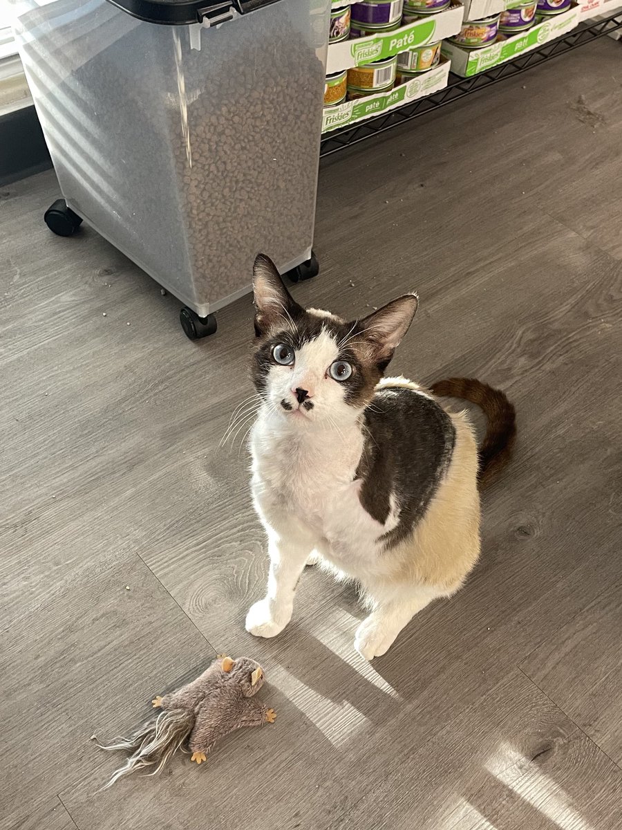 feederofcats's tweet image. Scribbles caught this flying squirrel all by himself. everyone better say good job scribs right freaking now