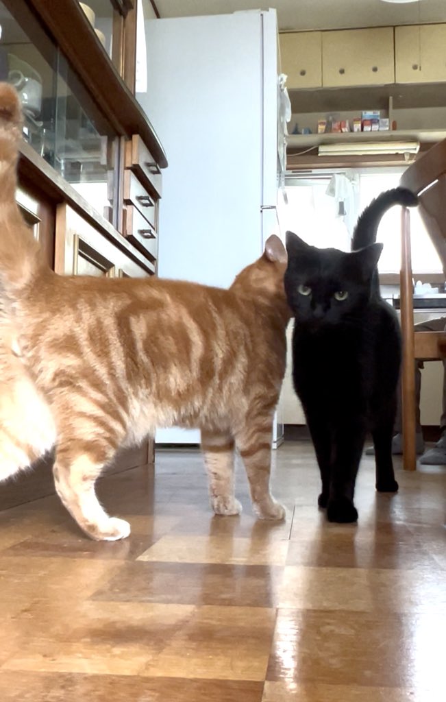 KuloxCha's tweet image. 🐈
ヒソヒソヒソ…

🐈‍⬛
うんうん兄ちゃん何度でもゆうぞ？
そこ耳じゃないな、右椎骨動脈だな