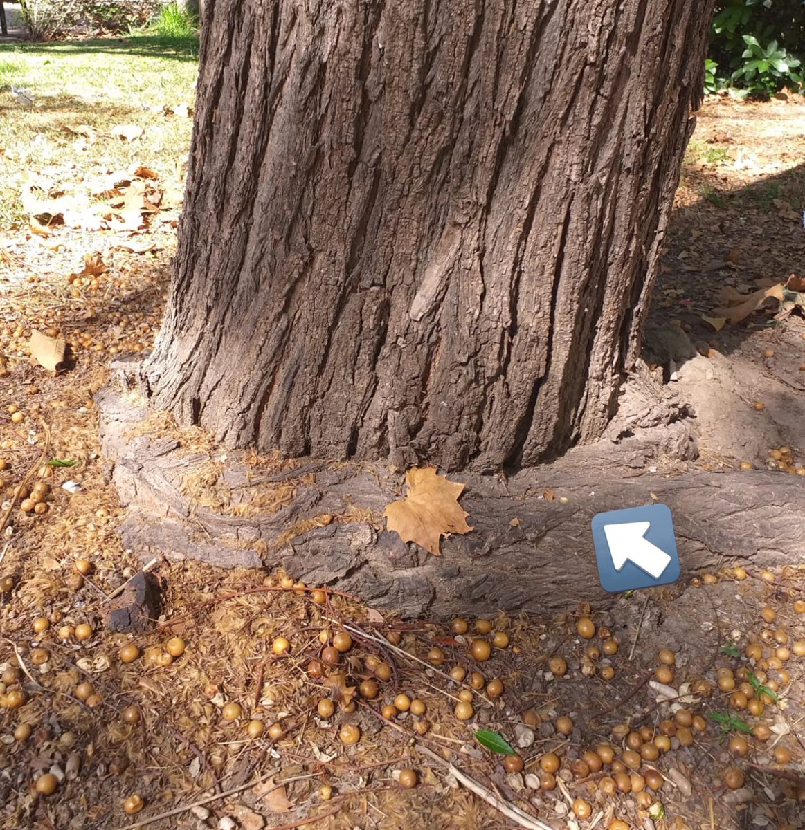 ¿Una raíz estrangulante se debe cortar o no? 
La 1ª opción es: debería podarse, sí.
La 2ª: si se compromete irreversiblemente la salud del árbol, no
La 3ª: si hay riesgo de caída del árbol, valorar su abatimiento.
No hay una regla absoluta.
Nota:si hay anastomosis la cosa cambia