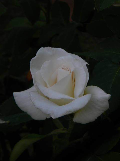 WalterRossi2's tweet image. Come segno di gratitudine vi offro alcune delle rose del mio giardino. Per un paio d&apos;anni, da ragazzo, sono stato aiuto di un vecchio fotografo. Mi sarebbe piaciuto tantissimo diventare fotografo. Una delle tante cose che ho lasciato a mezzo. Pazienza! Una vita sola non basta!