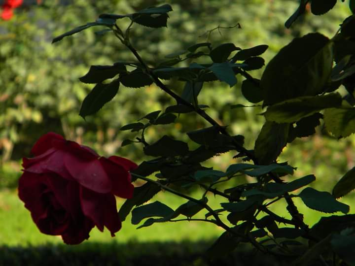 WalterRossi2's tweet image. Come segno di gratitudine vi offro alcune delle rose del mio giardino. Per un paio d&apos;anni, da ragazzo, sono stato aiuto di un vecchio fotografo. Mi sarebbe piaciuto tantissimo diventare fotografo. Una delle tante cose che ho lasciato a mezzo. Pazienza! Una vita sola non basta!