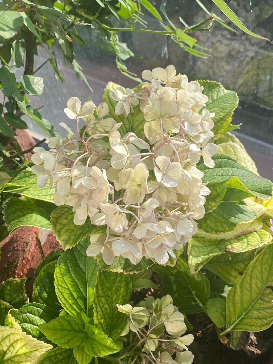 nisharai_ggc's tweet image. Flowers 🌺 of rainy season blooms #monsoonvibes