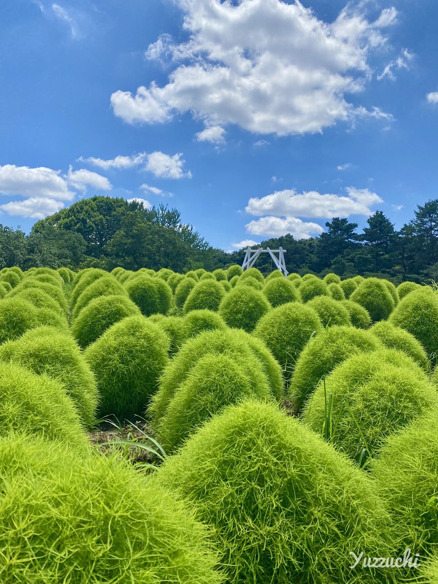 Tsm7Wk's tweet image. 夏のコキアもいいぞ
