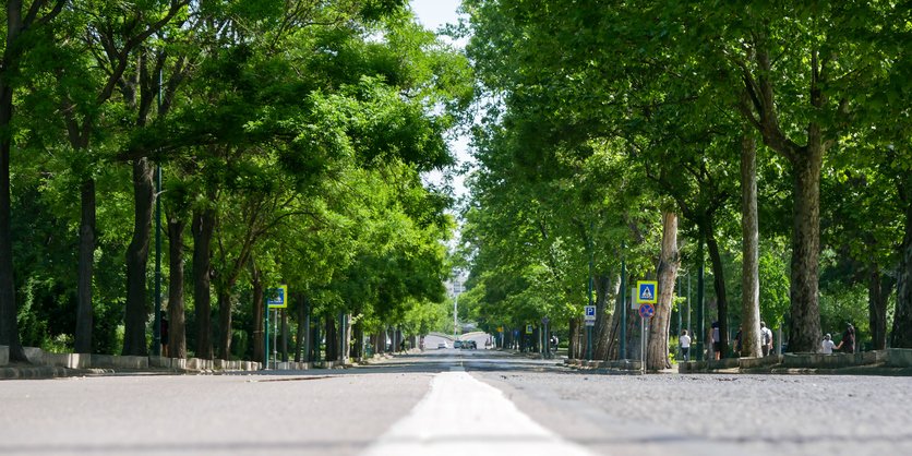 Street trees do more than just look nice—they store carbon too! A team at SNU, led by Prof. Youngryel Ryu, has created a way to spot and measure the carbon held by each tree using a camera and LiDAR system mounted on a car. It’s a big step toward greener, smarter cities.