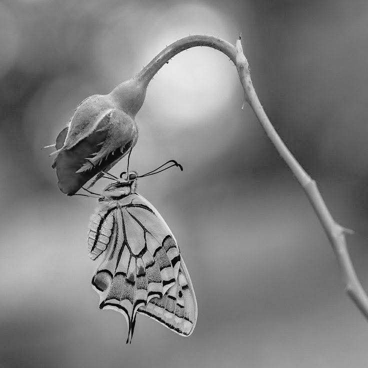 MySmile_76's tweet image. Possano i fiori ricordarci
perché la pioggia era così necessaria.
Xan Oku