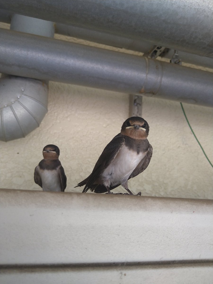 Tapioka_Mijyu's tweet image. 