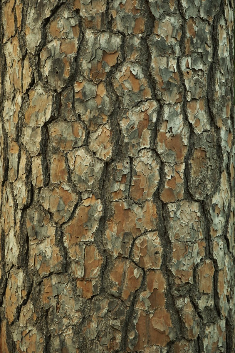 Couple free Utility Box &amp; Tree references for y'all, that I took from a recent camping trip :)

#fujifilm #3dart #b3d #conceptart