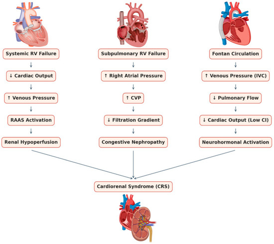 JCM_MDPI's tweet image. #mdpijcm
Recommended New #Review:
#Cardiorenal Syndrome in Adults with #Congenital_Heart_Disease
by Shailendra Upadhyay et al. @supadhyaymd  @MediPharma_MDPI
👉mdpi.com/3366868
🏫Connecticut Children’s @ctchildrens